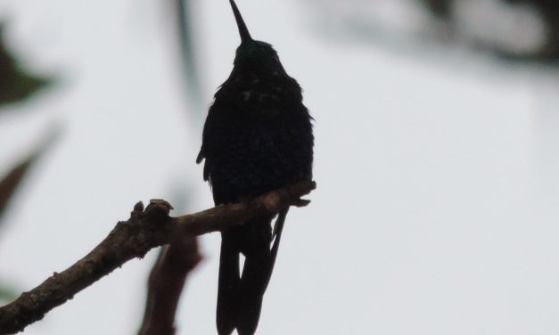 CALDAS SE SIGUE POSICIONANDO COMO REFERENTE MUNDIAL EN AVISTAMIENTO DE AVES. COLOMBIA ES EL PAÍS CON EL MAYOR NÚMERO DE ESPECIES Y LOGRÓ EL PRIMER PUESTO DEL GLOBAL BIG DAY
