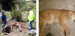 Puma macho fue hallado muerto en el municipio de Belalcázar