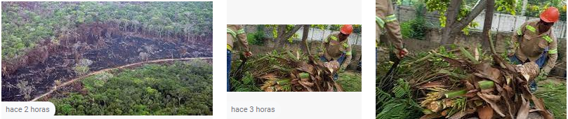 Contraloría urge detener masacre ambiental por deforestación: diariamente se están talando 500 hectáreas de bosque en Colombia 